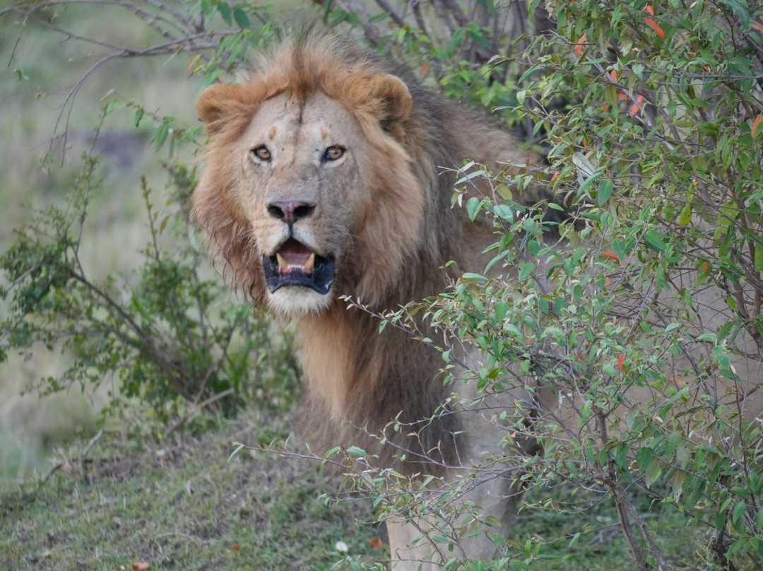 Shoor Safaris Kenya-内罗毕必去景点