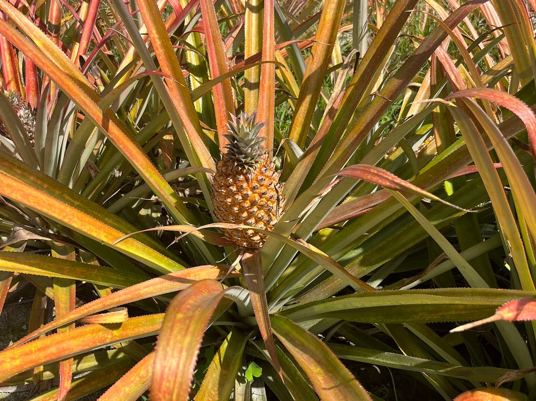 Old Phuket Farm-Thep Krasattri必去景点