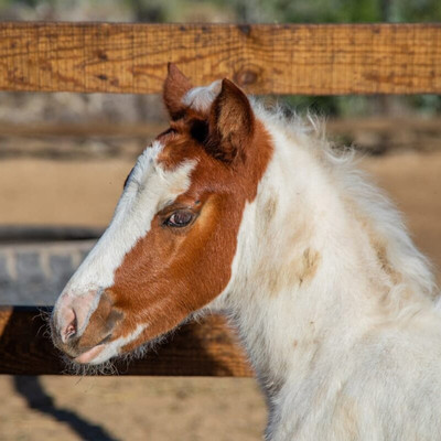 Cerritos Cowboy-Playa Cerritos必去景点