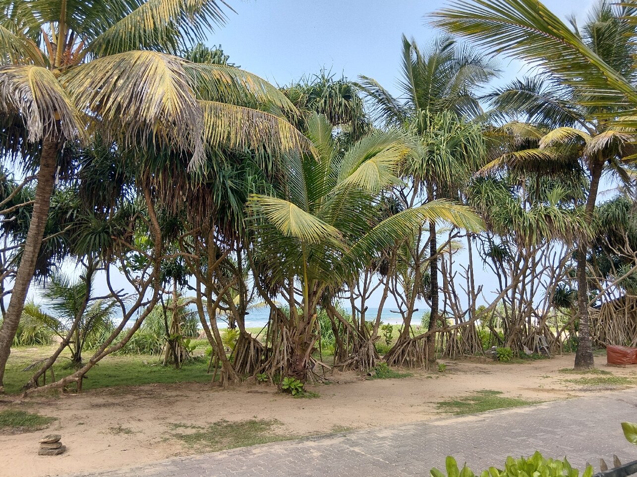 斯里兰卡森塔拉赛桑兹度假酒店及水疗中心-官方