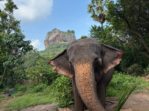 MY HOLIDAY SRI LANKA-佩拉德尼亚必去景点