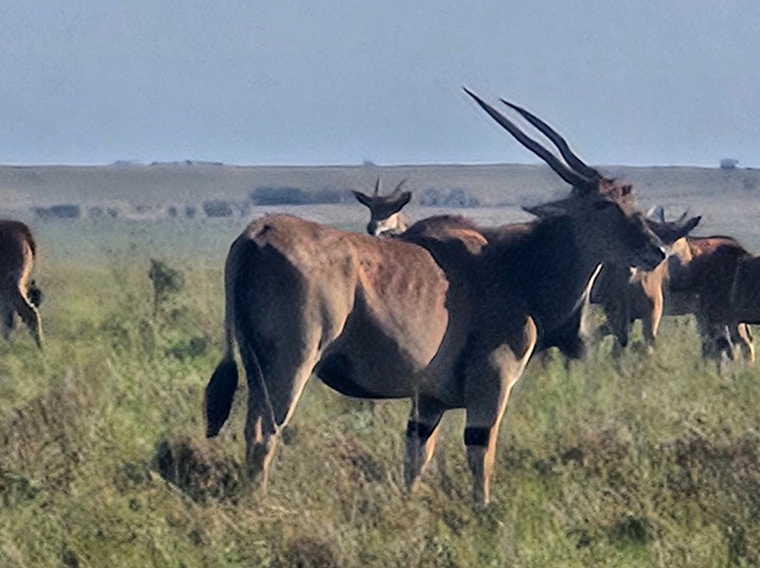 Kameraz of Afrika-内罗毕必去景点