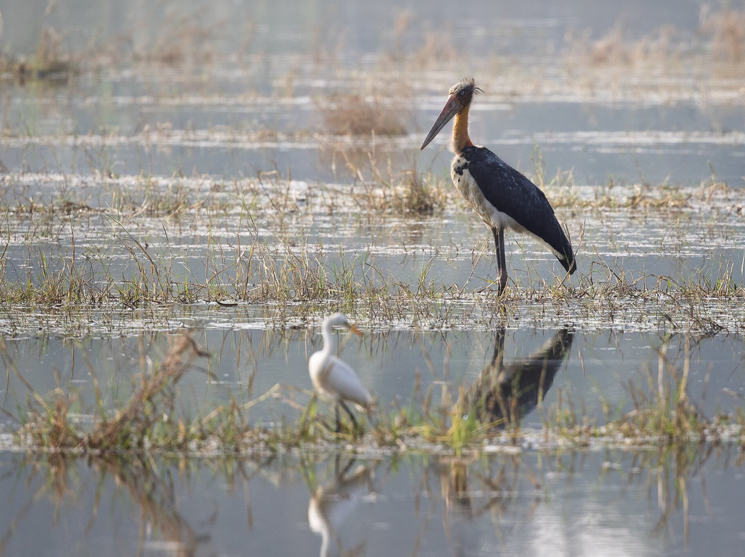 Avocet & Peregrine (Birding & Bird Photography)-巴拿吉必去景点