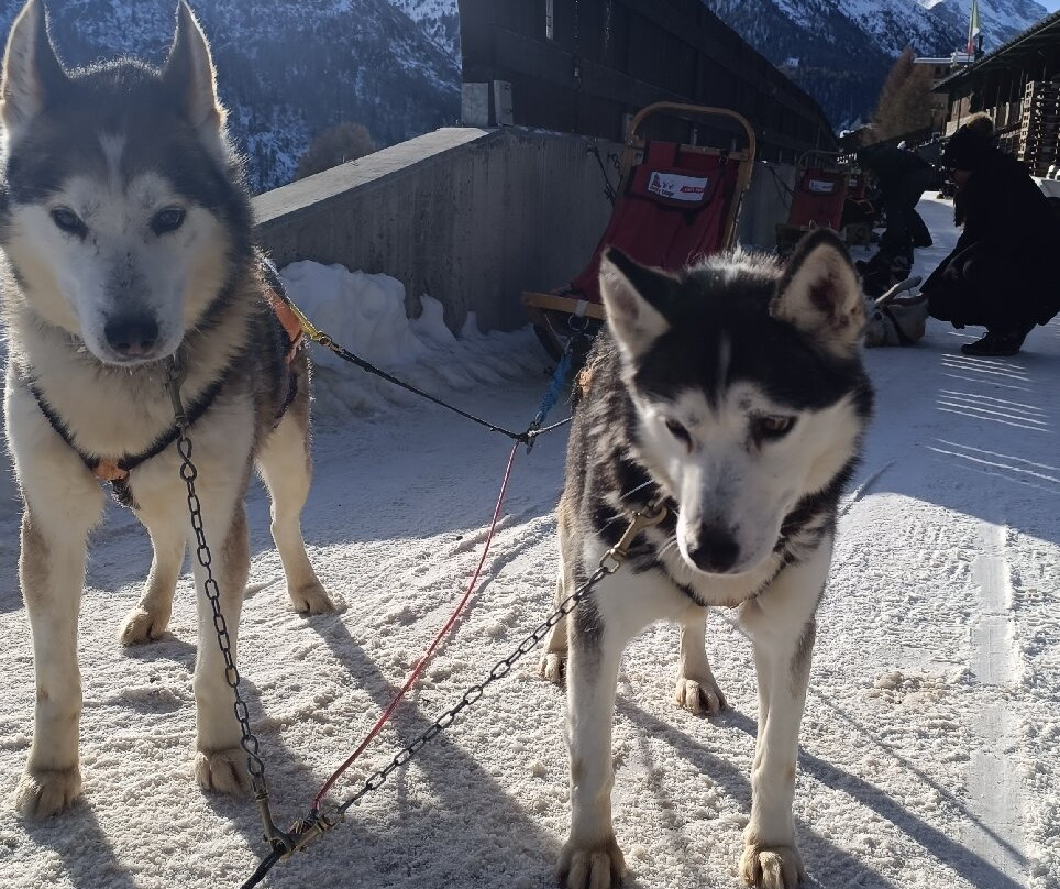Centro Italiano Sleddog Husky Village-Valdidentro必去景点