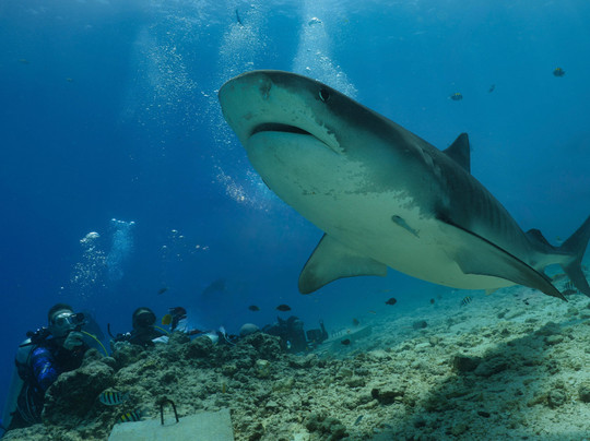 Scuba Butler Fuvahmulah-Fuvahmulah必去景点