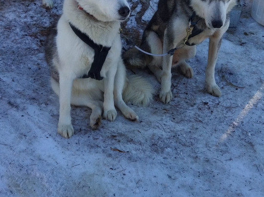 Huskysleddog-San Martino in Badia必去景点