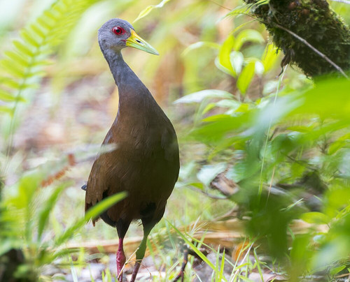 Mecana Ecohotel主图