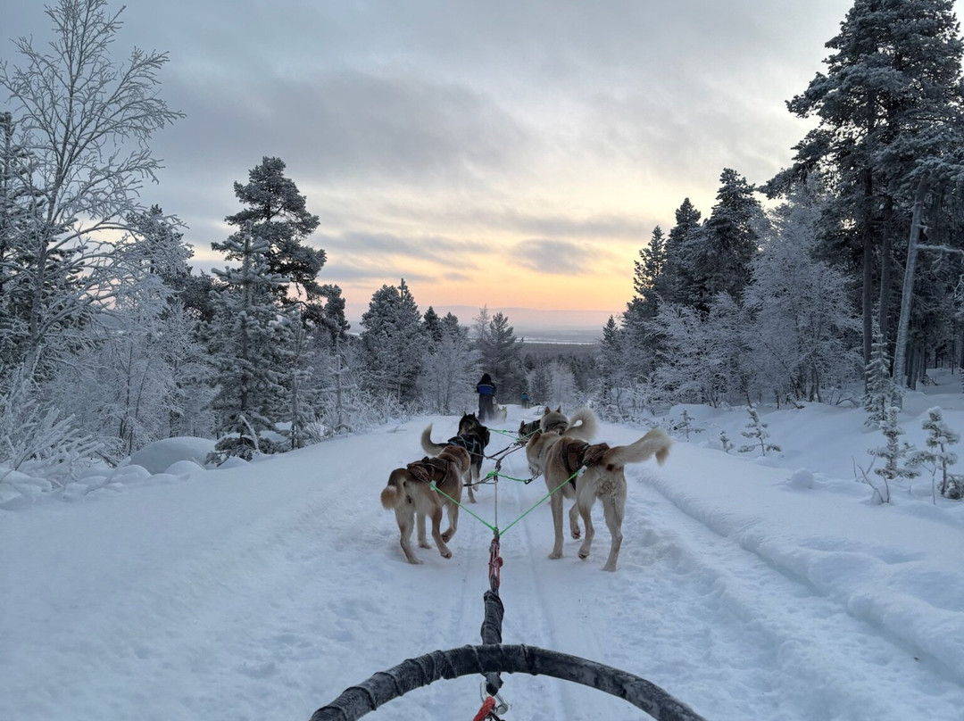 Taigausko Husky Experience-伊纳里必去景点