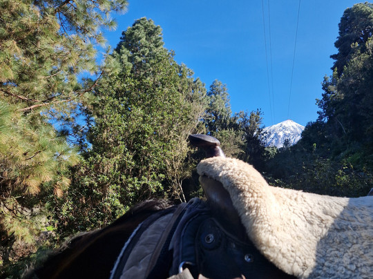 Finca Estrella - Ausritte und Wanderreiten im Norden von Teneriffa-伊科德洛斯维诺斯必去景点