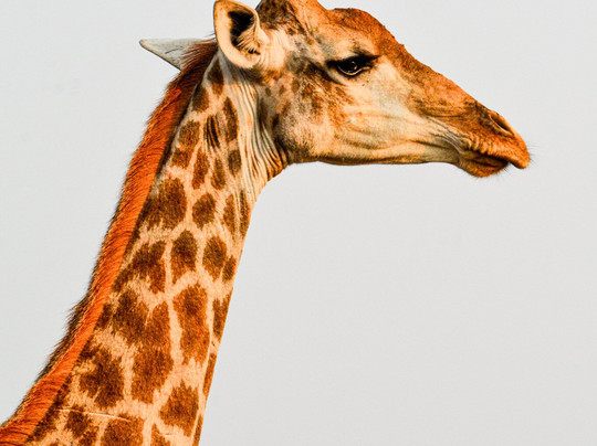 African Safari Group-开普敦必去景点