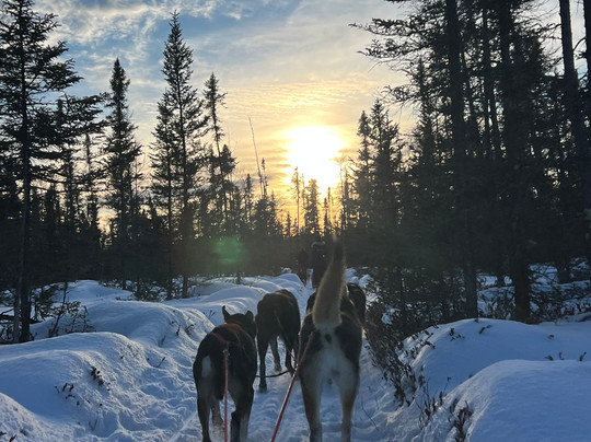 Chilly Dogs Sled Dog Trips-伊利必去景点
