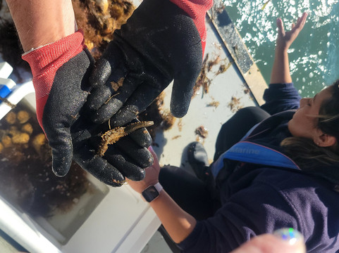 Sarasota Bay Explorers-萨拉索塔必去景点