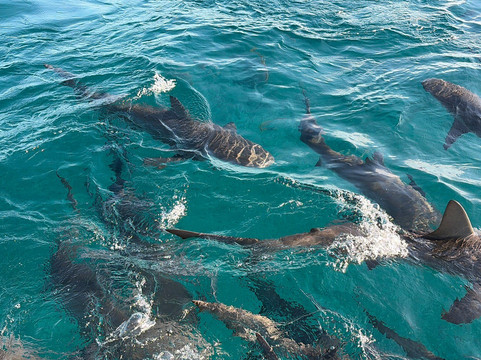 Neal Watson's Bimini Scuba Center-Alice Town必去景点