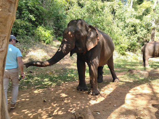 Elephant Community Project - Day Tours-森莫诺隆必去景点