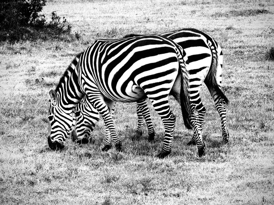 Kampur Travel Diaries-内罗毕必去景点