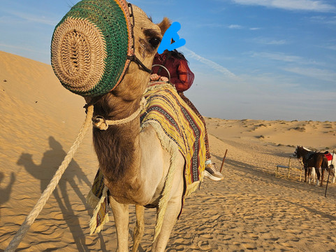 Abu Dhabi Desert Safari-阿布扎比必去景点