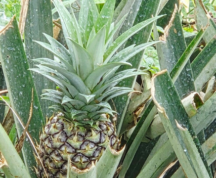 Organic Paradise Tour-萨拉皮奇必去景点