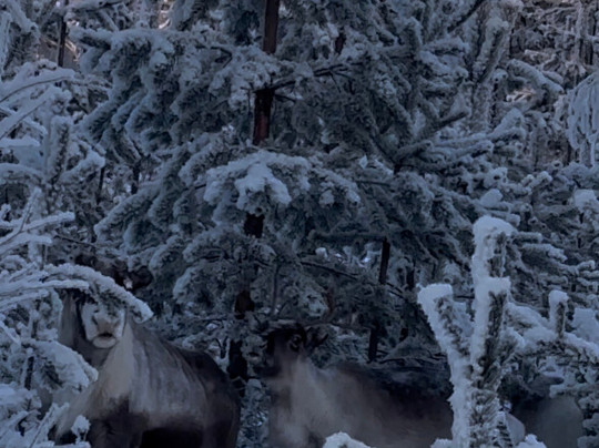 Openlappland-Amsele必去景点
