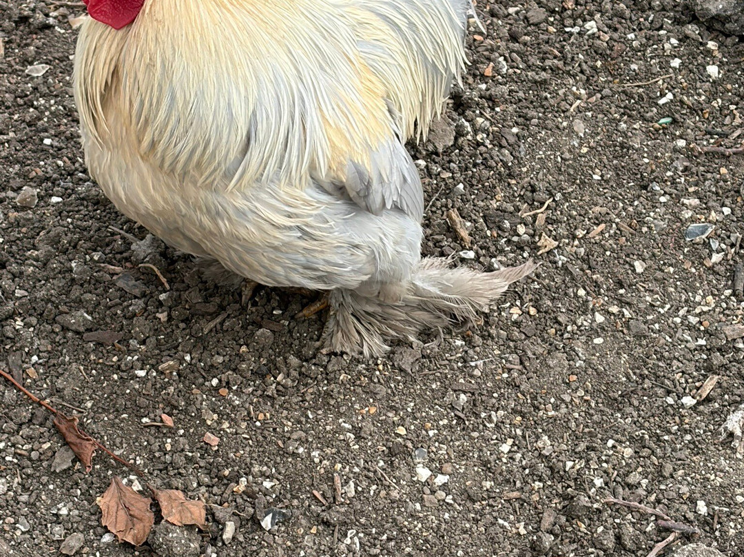 West Dean Gardens-奇切斯特必去景点