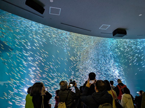 名古屋港水族馆-名古屋市必去景点