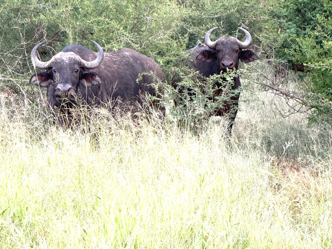 African Safari Group-开普敦必去景点