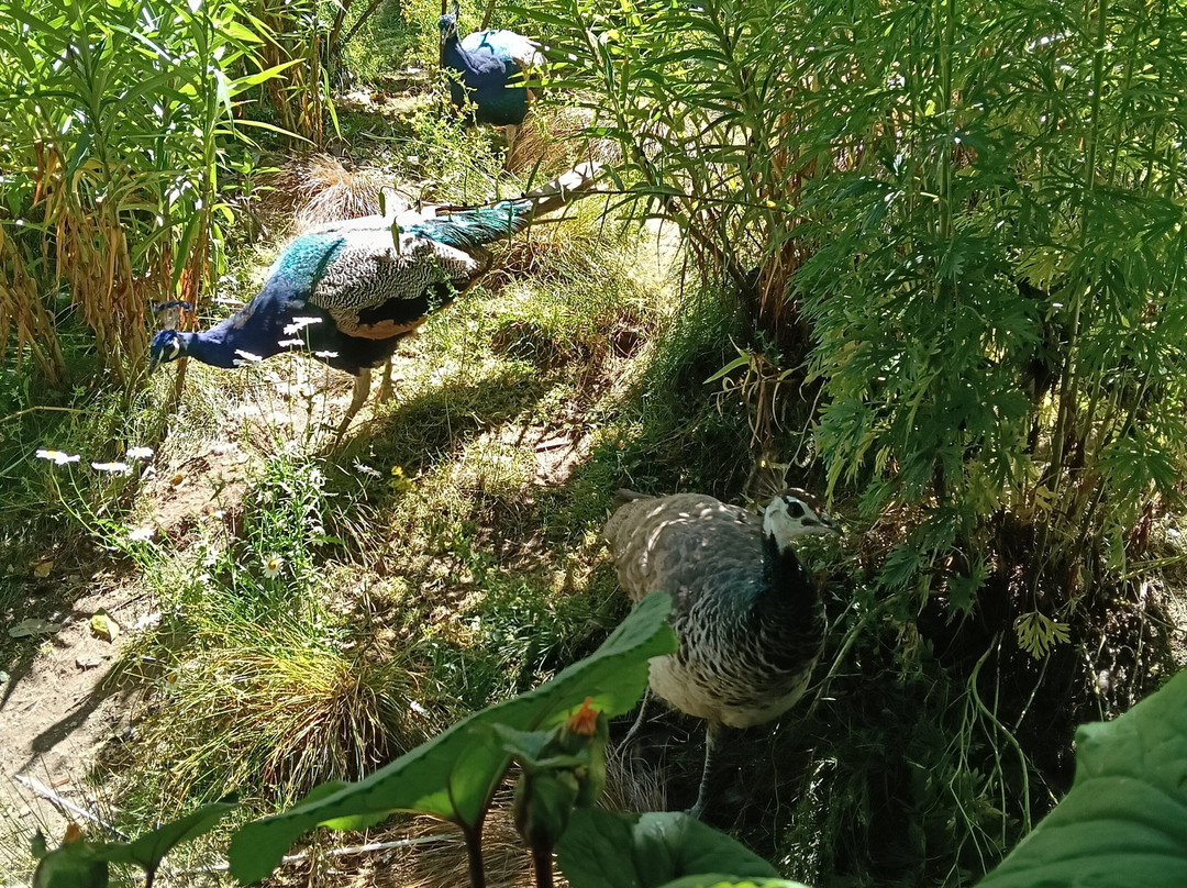 Little Paradise Dream Garden-克赖顿山必去景点