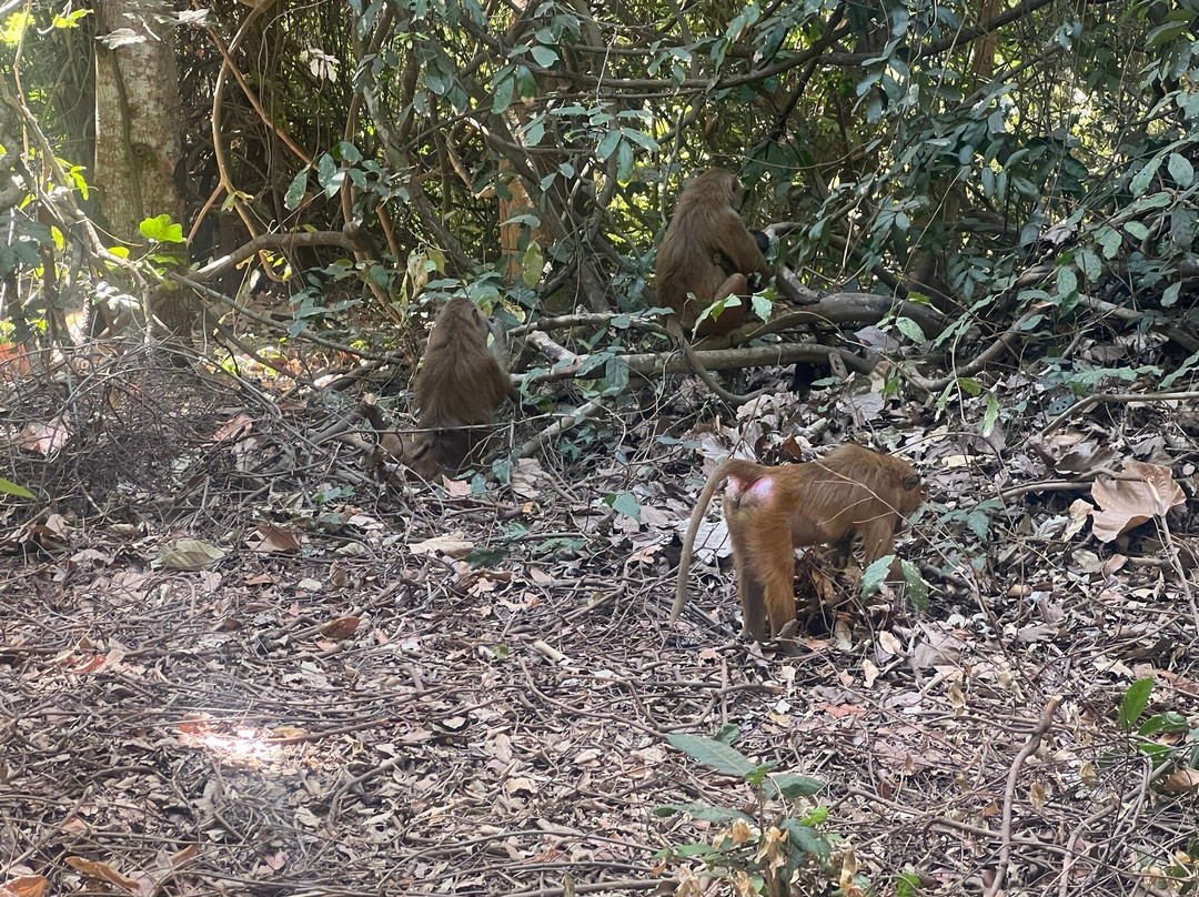 Makasutu Culture Forest-塞瑞库达必去景点
