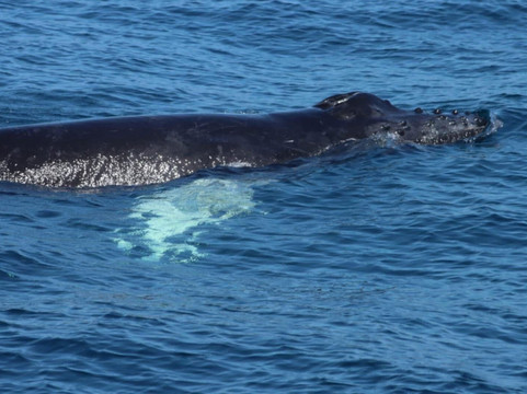 Peninsula Tours Las Terrenas-拉斯特拉纳斯必去景点