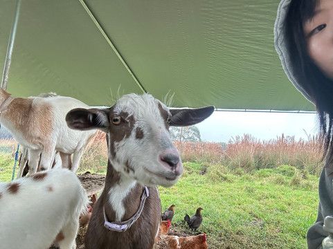 Ohana Ranch-山景城必去景点