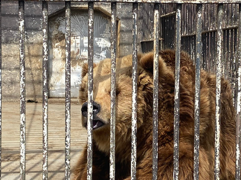 Tohoku Safari Park-二松本市必去景点