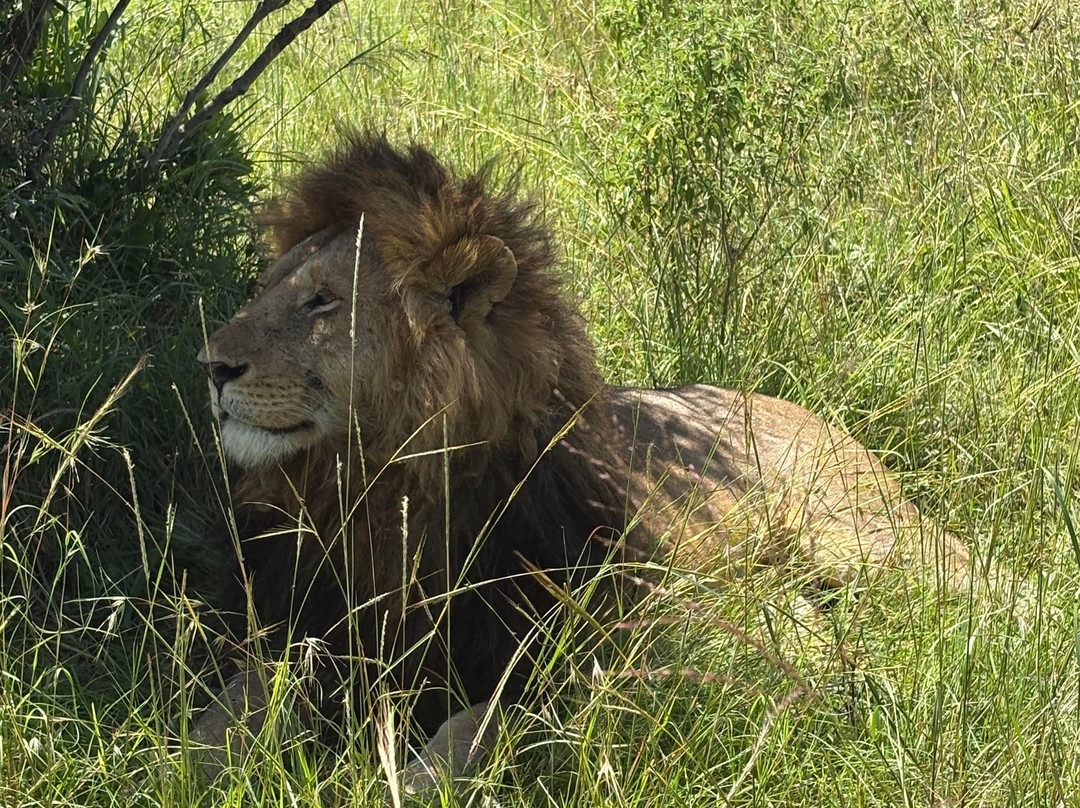 Hyrax Safaris-Ololaimutiek必去景点