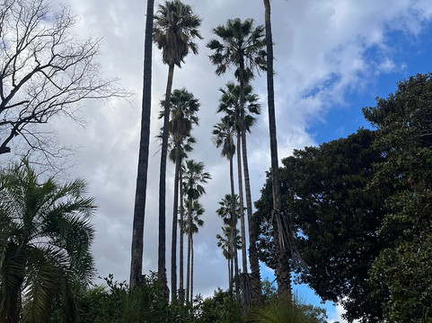 Orto Botanico-巴勒莫必去景点
