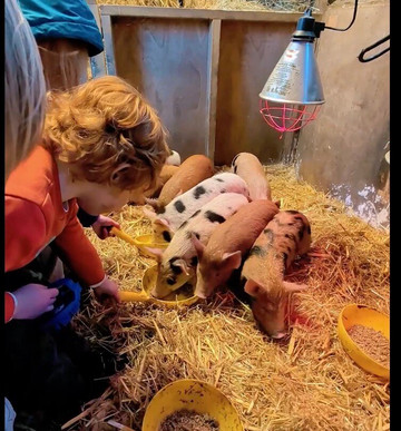 Quex Adventure Farm Park-Birchington必去景点