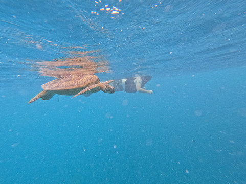 Kali & Kato's Rarotonga Turtle Tours-Takitumu District必去景点