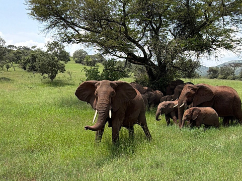 Shayona Safaris & Tours-姆万扎必去景点