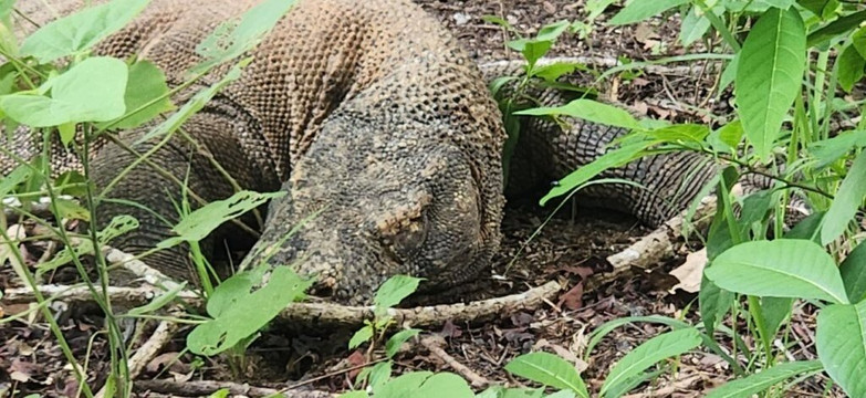 Top Komodo Tours-科莫多必去景点