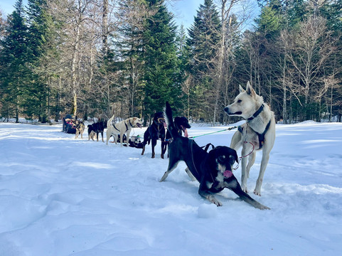 Alaskan Vercors Aventure