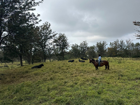 鲁达罗大农场-威可洛亚必去景点
