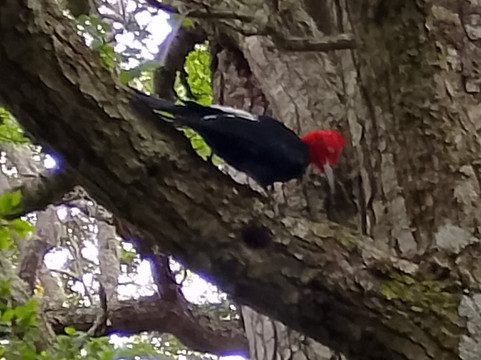 Parque del Estrecho de Magallanes-蓬塔阿雷纳斯必去景点