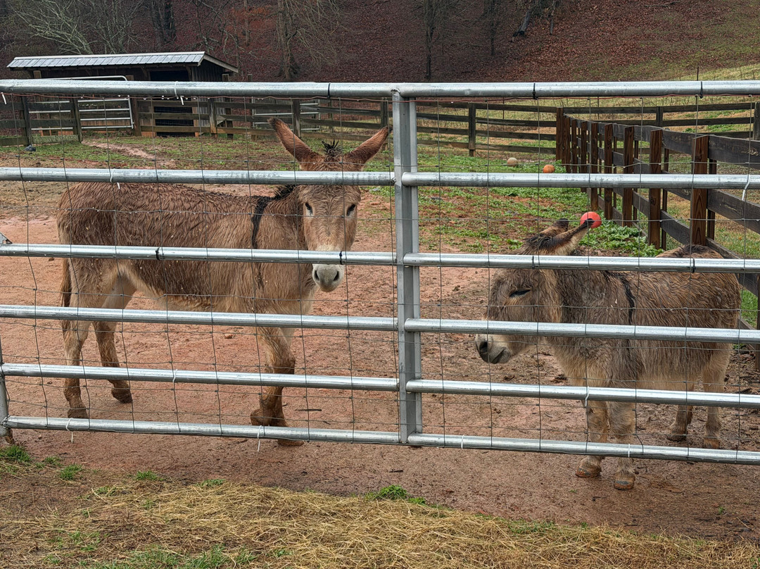 Cavender Creek Vineyards and Winery-达洛尼加必去景点