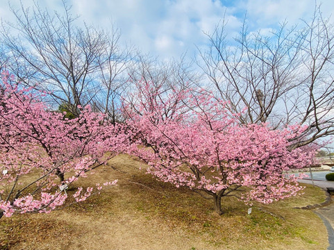 Akatsukayama Park (Gyogyo Land)-丰川市必去景点
