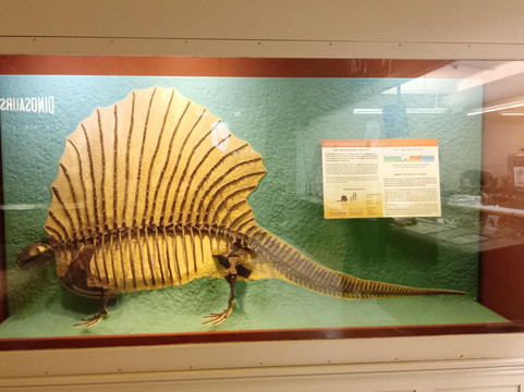 卡内基自然历史博物馆-匹兹堡必去景点