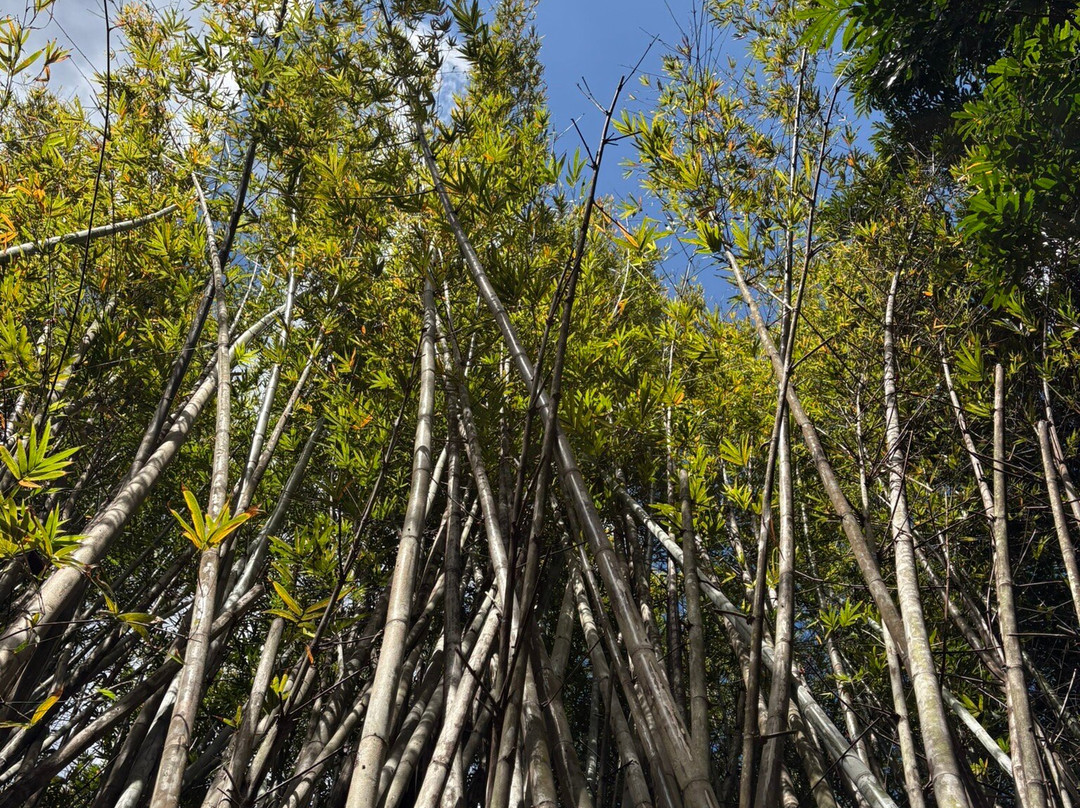 Deerfield Beach Arboretum-迪尔菲尔德比奇必去景点