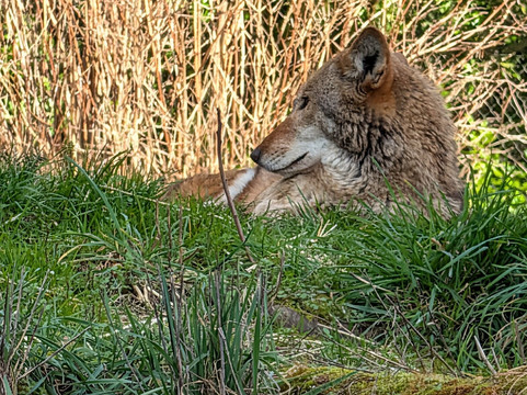 Point Defiance Zoo & Aquarium-塔科马必去景点