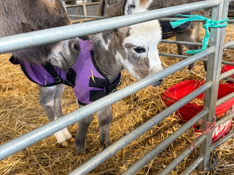 Cannon Hall Farm-Cawthorne必去景点