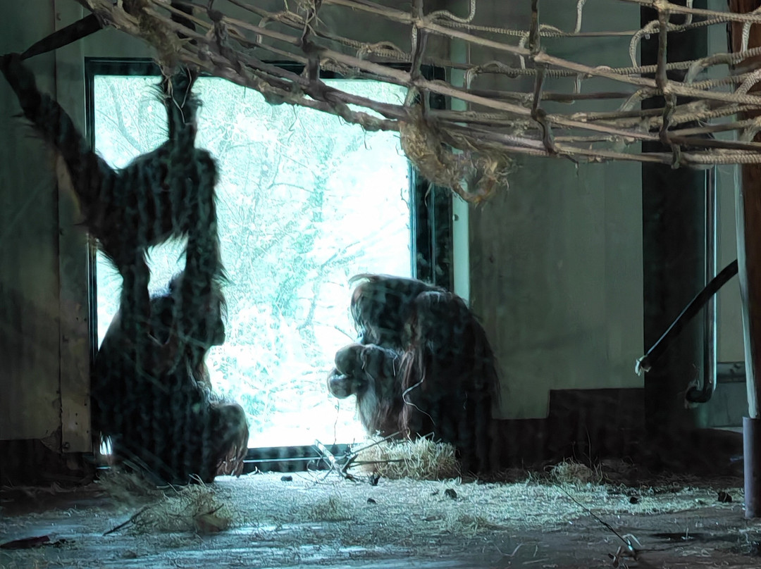 Paignton Zoo Environmental Park-佩恩顿必去景点