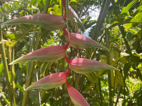 Rainforest Reef Escape-Cabo Matapalo必去景点