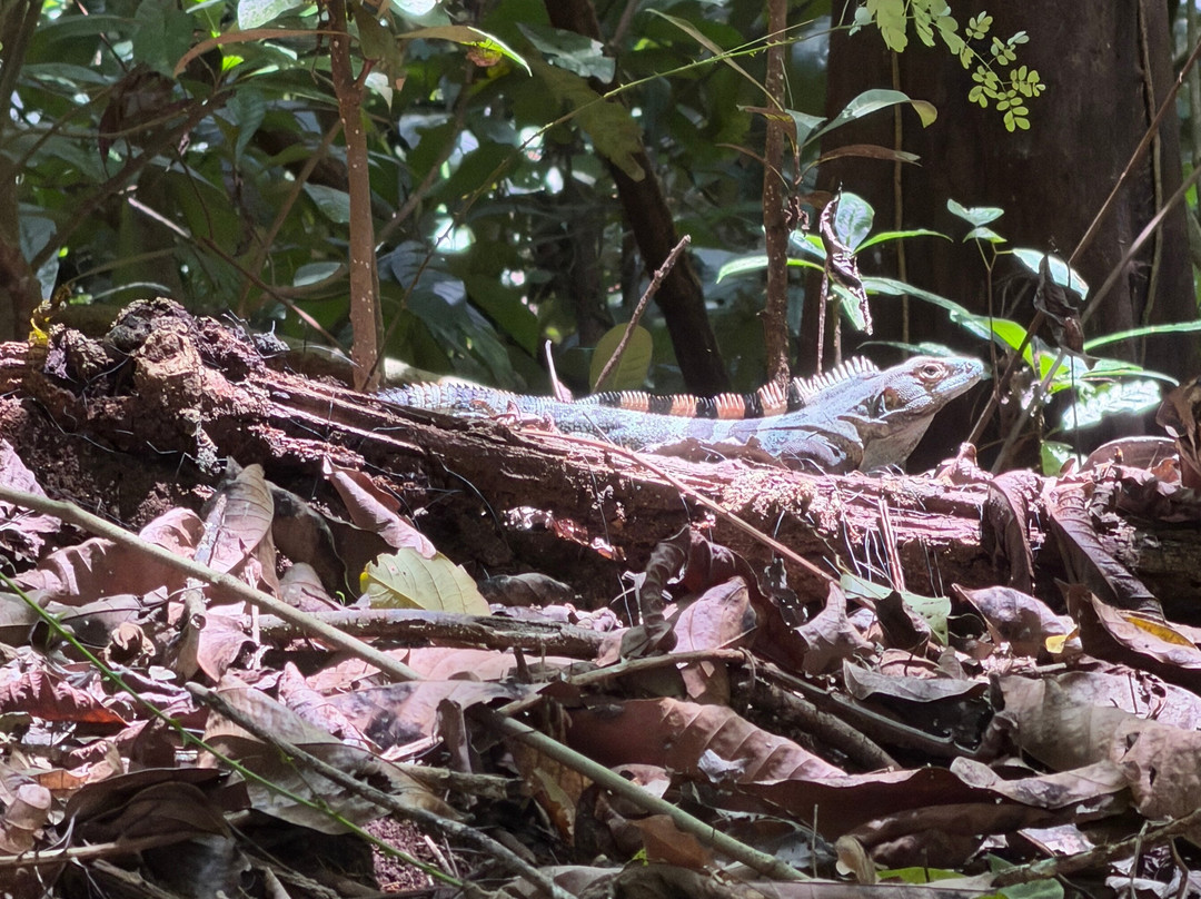 Carara National Park-卡拉拉必去景点