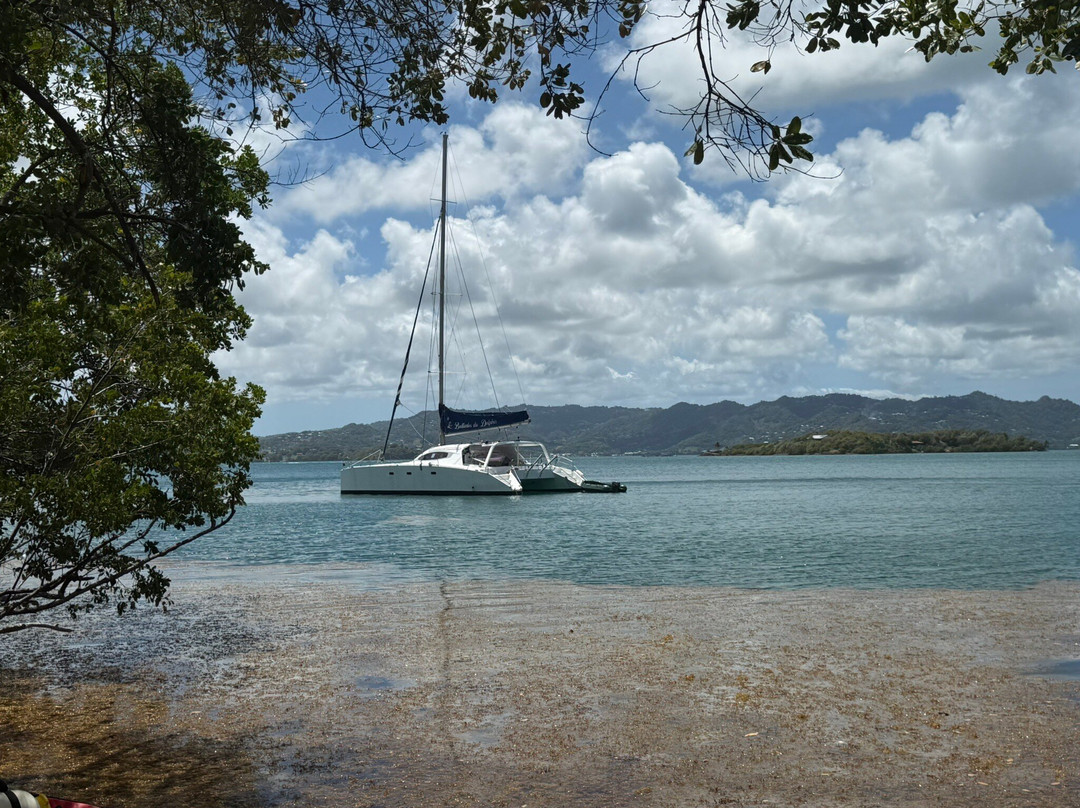 Dauphins Emotion Excursion-Les Anses d'Arlet必去景点