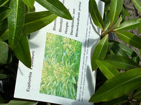 Kwekerij Morning Glory